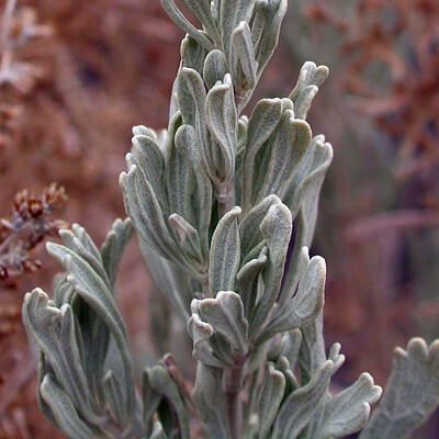 white sage